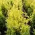 Туя ГОЛДЕН БРАБАНТ западная в Солигорске