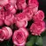 Роза КАРУСЕЛЬ чайно-гибридная в Солигорске