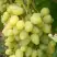Виноград ЗАРНИЦА в Солигорске