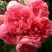 Роза РОЗАРИУМ ЮТЕРСОН плетистая в Солигорске