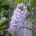 Глициния макростахия БЛЮ МУН в Солигорске