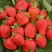 Клубника САН АНДРЕАС ремонтантная в Солигорске