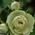 Роза ГРИН ДАЙМОНД миниатюрная в Солигорске