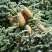 Пихта благородная в Солигорске