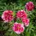 Пион РЕД ВИЗ ПИНК древовидный в Солигорске