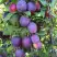 Слива БЛЮ СВИТ колонновидная в Солигорске
