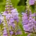 Физостегия РОЗЕЯ виргинская в Солигорске