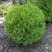 Туя ХОЗЕРИ западная в Солигорске