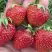 Клубника ВИМА ЗАНТА в Солигорске