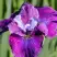 Ирис СИ Я ЛЕЙТЕР сибирский в Солигорске
