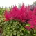 Астильба САННИ ДЕЙ гибридная в Солигорске