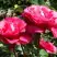 Роза ВИЕН РОУЗ чайно-гибридная в Солигорске