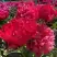 Пион БЕЛГРАВИЯ травянистый в Солигорске