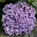 Гортензия АИША крупнолистная  в Солигорске