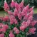 Гортензия МЕГА МИНДИ метельчатая в Солигорске