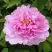 Пион ПРОЗРАЧНАЯ РОСА древовидный в Солигорске