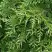 Туя СМАРАГД ВАРИЕГАТА западная в Солигорске