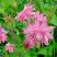 Аквилегия БАРЛОУ ПИНК гибрид МакКаны в Солигорске