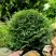 Туя ДАНИКА западная в Солигорске