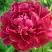 Пион КИТАЙСКИЙ ШЕЛК травянистый в Солигорске