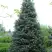 Пихта белая в Солигорске