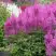 Астильба АМЕТИСТ Арендса в Солигорске