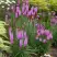 Лиатрис РОЗЕА колосковая в Солигорске