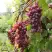 Виноград КИШМИШ ЗАПОРОЖСКИЙ в Солигорске