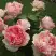 Роза ФИЛИНГ чайно-гибридная в Солигорске
