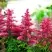 Астильба ЮНИК КАРМИН гибридная в Солигорске