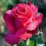 Роза ВИЕН РОУЗ чайно-гибридная в Солигорске