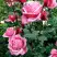 Роза ЭЙФЕЛЕВА БАШНЯ чайно-гибридная в Солигорске