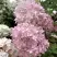Гортензия БОМБШЕЛ метельчатая в Солигорске