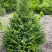 Ель КОМПАКТА обыкновенная в Солигорске