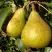 Груша ГЕНЕРАЛ ЛЕКЛЕРК в Солигорске