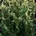 Туя ГОЛД ПЕРЛ западная в Солигорске