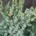 Можжевельник БЛЮ АЛЬПС китайский  в Солигорске