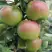 Яблоня МОСКОВСКОЕ ЗИМНЕЕ в Солигорске