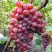Виноград КРАСОТКА в Солигорске