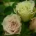 Роза ГРИН ДАЙМОНД миниатюрная в Солигорске