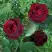 Роза ПАПА МЕЙЯН чайно-гибридная в Солигорске