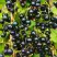 Смородина чёрная ИЗЮМНАЯ в Солигорске
