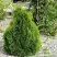 Туя МИКИ западная в Солигорске