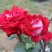 Роза АЛЬЯНС чайно-гибридная в Солигорске