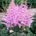Астильба ГИАЦИНТ Арендса в Солигорске