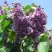 Сирень ВИОЛЕТТА в Солигорске