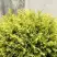 Туя ГОЛДЕН ГЛОБ западная в Солигорске