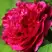 Пион НОЧНЫЕ ГРЕЗЫ древовидный в Солигорске