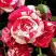 Роза ФАЙЕР ВОРКС миниатюрная в Солигорске