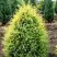 Можжевельник ГОЛД КОН обыкновенный в Солигорске
